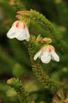 Alaska Bell Heather