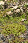 Cascade Willow (female)