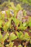 Cascade Willow female ament & foliage