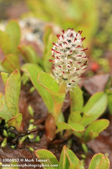 Salix cascadensis