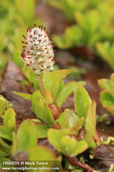 Salix cascadensis