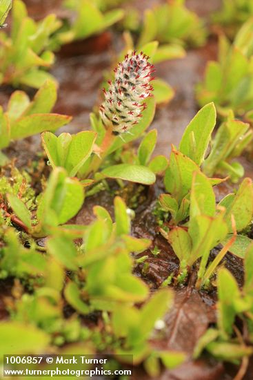 Salix cascadensis