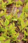 Cascade Willow female ament & foliage