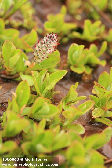 Salix cascadensis