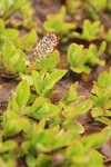 Cascade Willow female ament & foliage