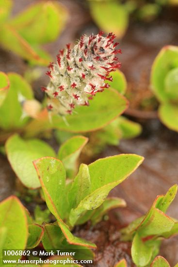 Salix cascadensis