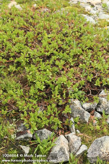 Salix cascadensis