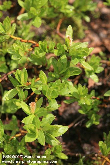 Salix cascadensis