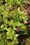 Cascade Willow male ament & foliage