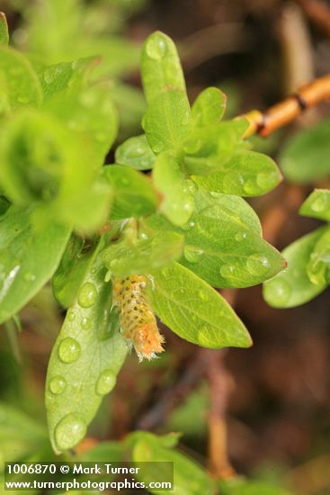 Salix cascadensis