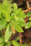 Cascade Willow male ament & foliage