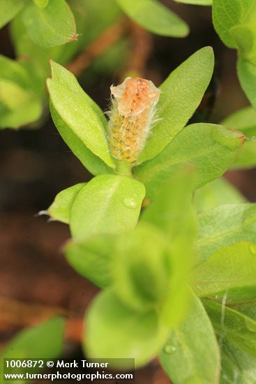 Salix cascadensis