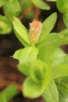 Cascade Willow male ament & foliage