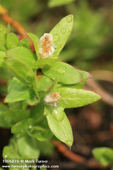 Salix cascadensis