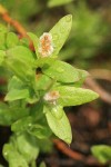 Cascade Willow male ament & foliage