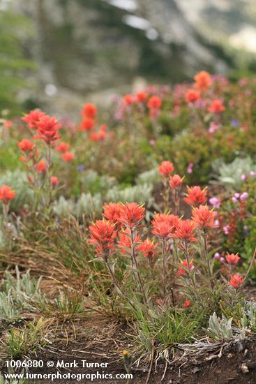 Castilleja miniata