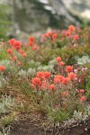 Giant Red Paintbrush