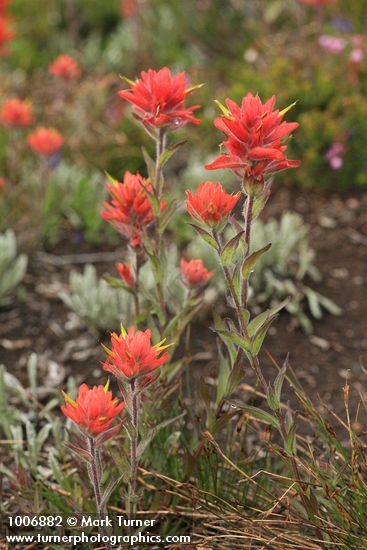 Castilleja miniata