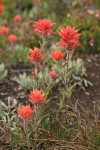 Giant Red Paintbrush