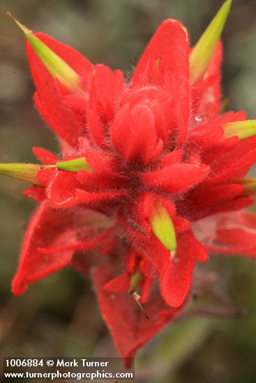 Castilleja miniata