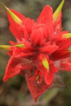 Giant Red Paintbrush bracts & blossoms detail