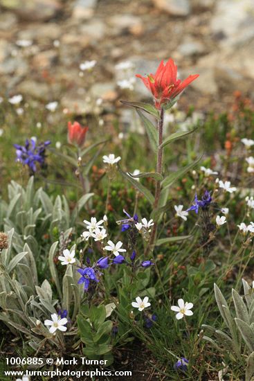 Castilleja miniata; Arenaria capillaris; Veronica cusickii