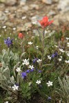 Giant Red Paintbrush w/ Thread-leaved Sandowort & Cusick's Speedwell