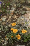 Alpine Gold Daisies & Pussytoes