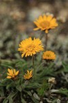 Alpine Gold Daisies