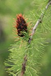 Subalpine Larch young cone & foliage detail