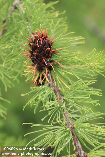 Larix lyallii