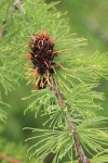 Subalpine Larch young cone & foliage detail