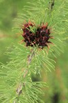 Subalpine Larch young cone & foliage detail