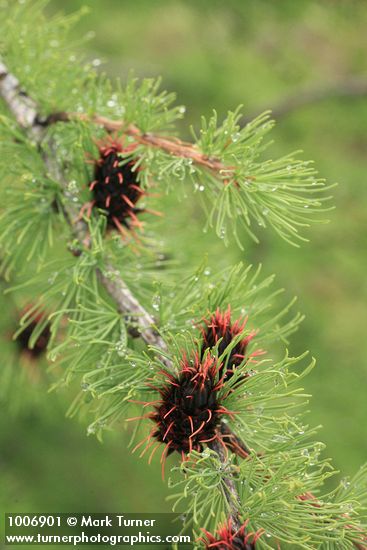 Larix lyallii