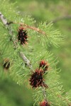 Subalpine Larch young cones & foliage detail