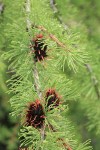 Subalpine Larch young cones & foliage detail