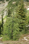 Subalpine Larch