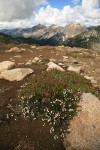White & Pink Heathers w/ mountain ridge bkgnd