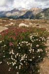 White & Pink Heathers w/ mountain ridge soft bkgnd