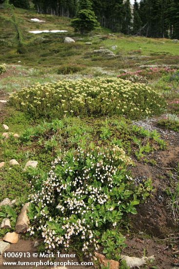 Cassiope mertensiana; Phyllodoce glanduliflora