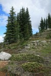 White & Yellow Heathers w/ Subalpine Firs