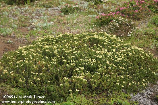 Phyllodoce glanduliflora