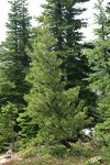 Whitebark Pine