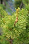 Whitebark Pine foliage