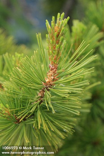 Pinus albicaulis