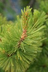 Whitebark Pine foliage