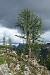 Subalpine Larch