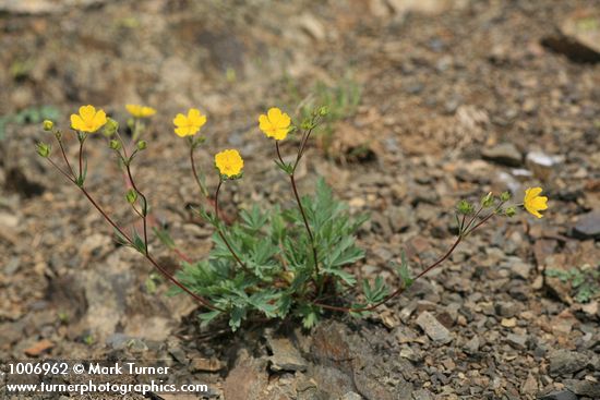 Potentilla diversifolia