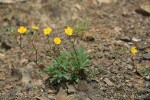 Mountain Meadow Cinquefoil on scree