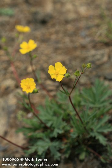 Potentilla diversifolia